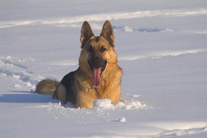 Snow Snow